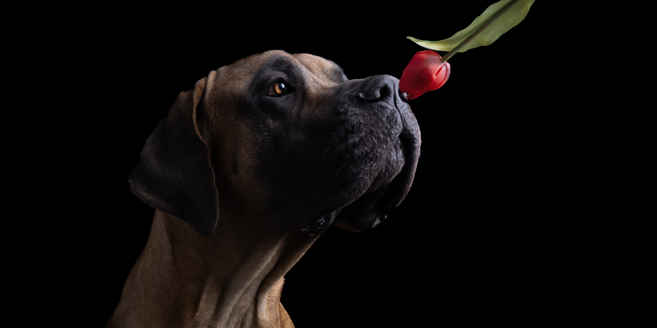 Faszination Hundefotografie im Studio – mit Regine Heuser mit der HS Freeze X Serie