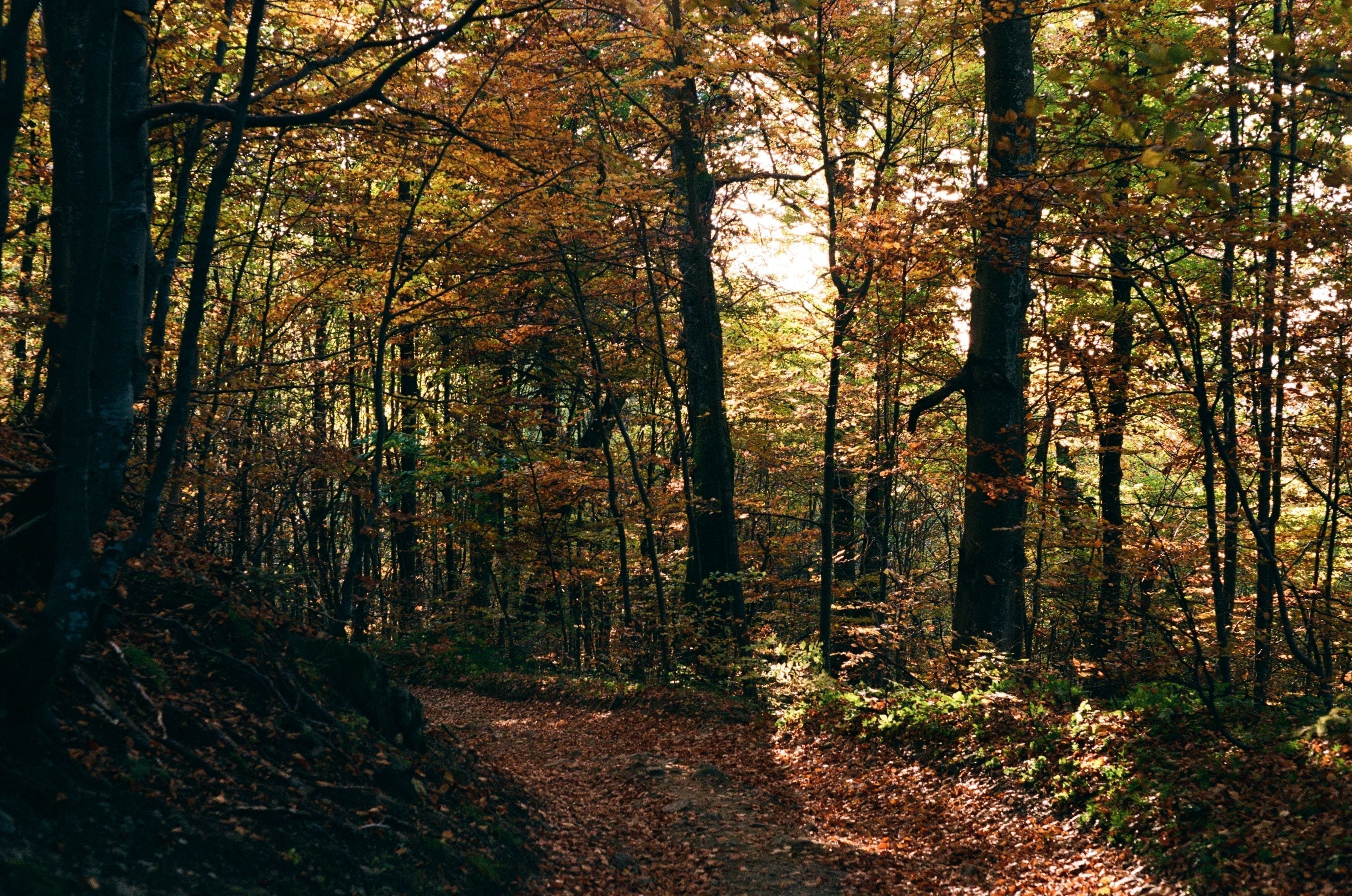 Content-Ideen für den Herbst: Die besten Motive für Makro & Landschaft