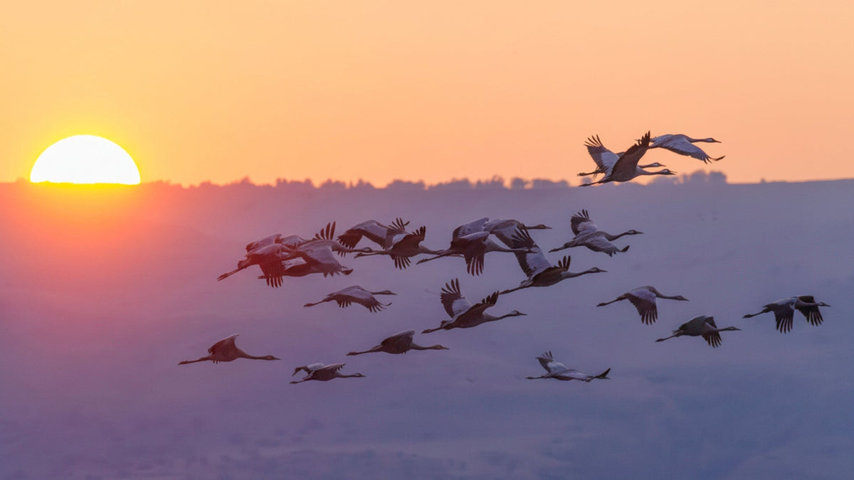 Kranichzug fotografieren: Tipps für starke Bilder