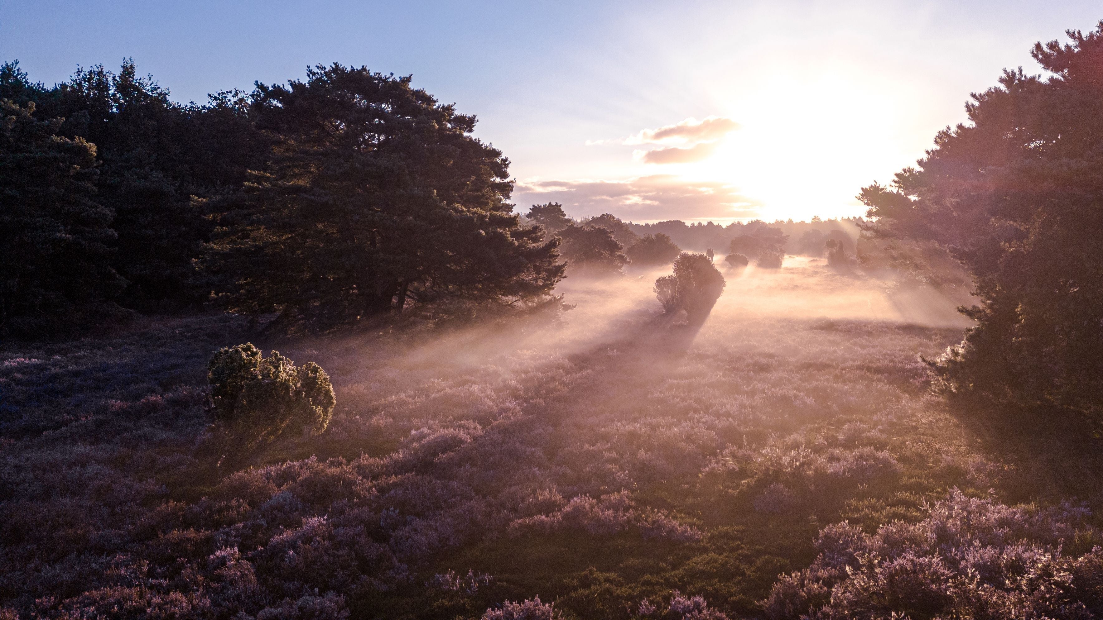 Heideblüte fotografieren und filmen: Tipps für Content Creation