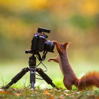 Compact Traveler Mini M-1 Tripod Black