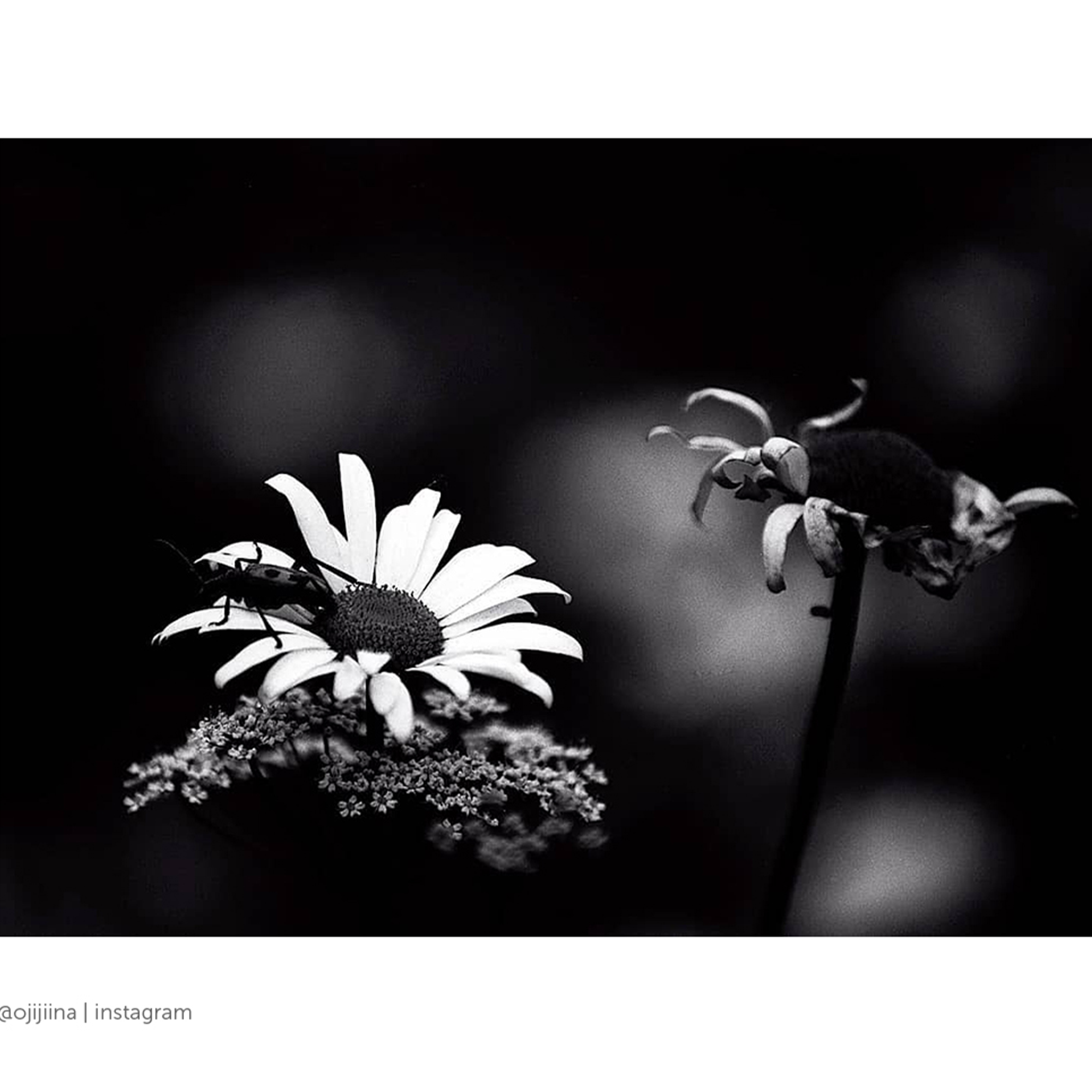 Blackbird Black and White Negative Film | 35mm | 36 Exposures | ISO 64