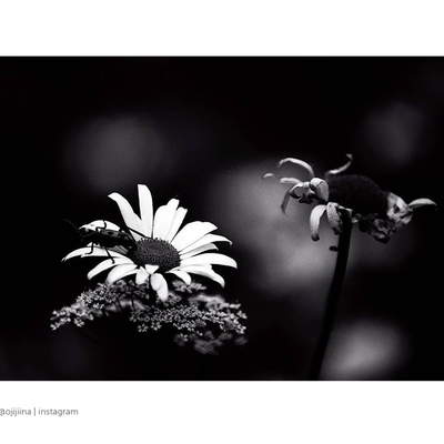 Blackbird Black and White Negative Film | 35mm | 36 Exposures | ISO 64